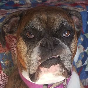 Meet your Posher, Roscoe